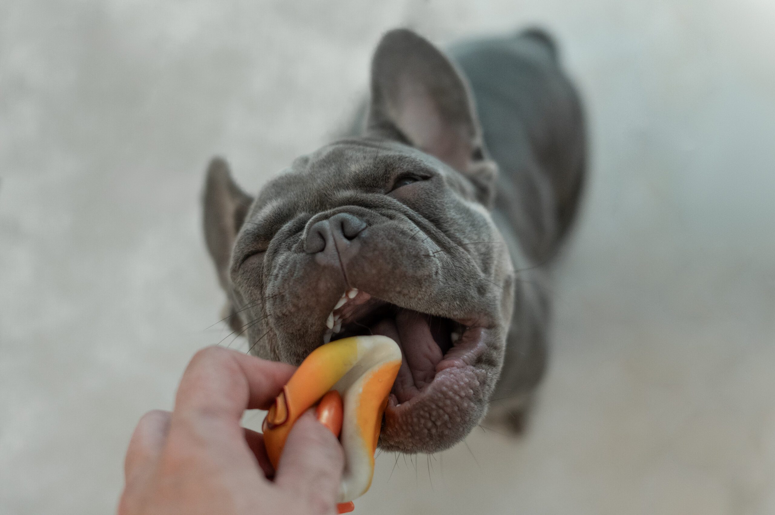 Zertifizierte Tierdentalhygienikerin